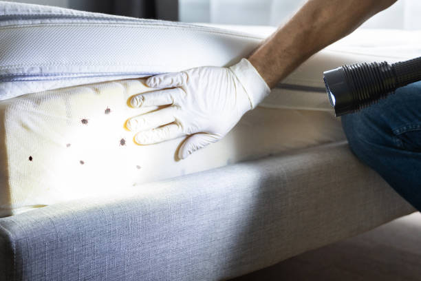 Best Bed Bug Extermination  in Choudrant, LA