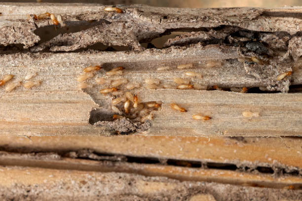 Best Wasp Removal Services  in Choudrant, LA